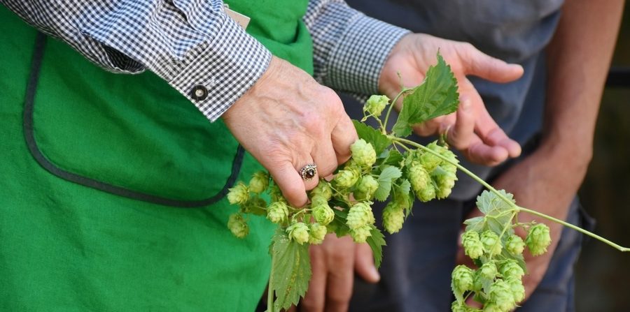 california cpas accounting services for wineries