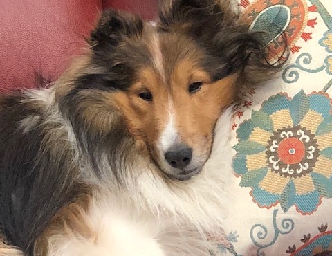 Can Humans Enjoy the Dog Days of Summer?